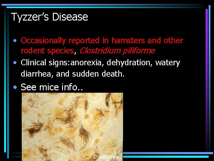 Tyzzer’s Disease • Occasionally reported in hamsters and other rodent species, Clostridium piliforme • Tyzzer’s Disease • Occasionally reported in hamsters and other rodent species, Clostridium piliforme •