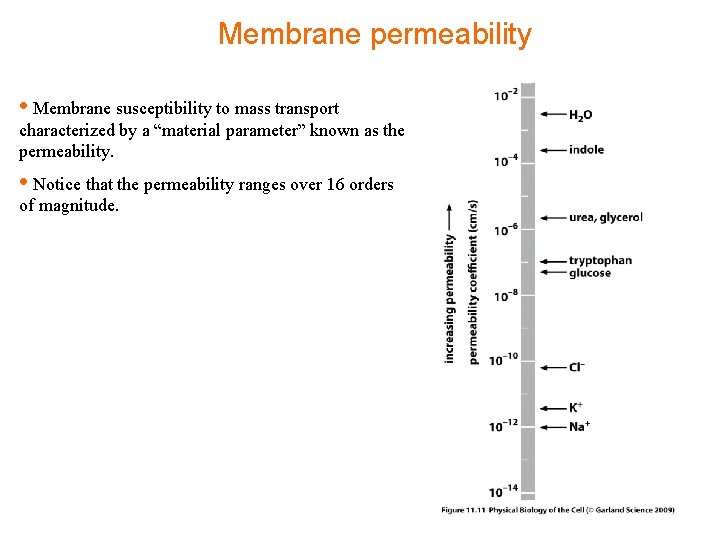 Membrane permeability • Membrane susceptibility to mass transport characterized by a “material parameter” known