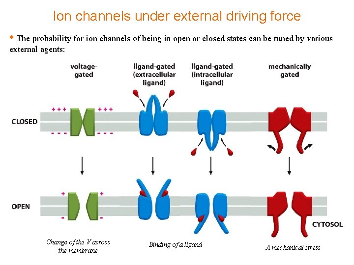 Ion channels under external driving force • The probability for ion channels of being