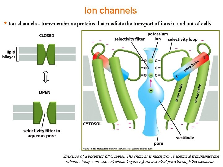 Ion channels • Ion channels - transmembrane proteins that mediate the transport of ions