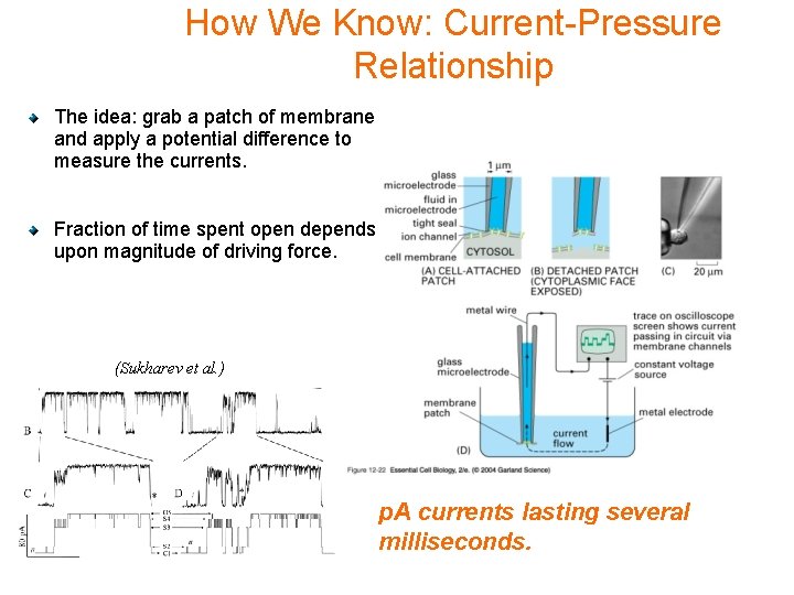 How We Know: Current-Pressure Relationship The idea: grab a patch of membrane and apply