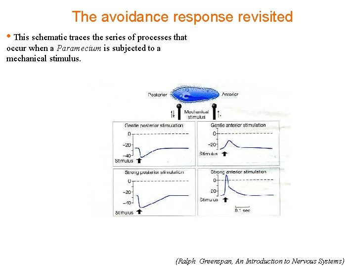 The avoidance response revisited • This schematic traces the series of processes that occur