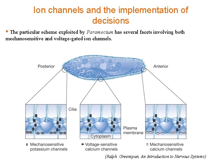 Ion channels and the implementation of decisions • The particular scheme exploited by Paramecium