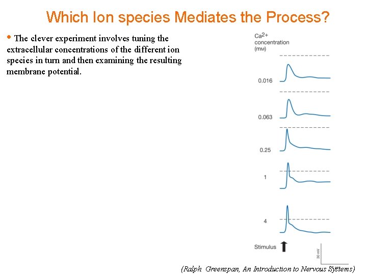 Which Ion species Mediates the Process? • The clever experiment involves tuning the extracellular