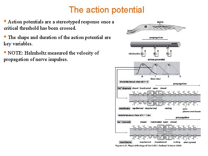 The action potential • Action potentials are a stereotyped response once a critical threshold