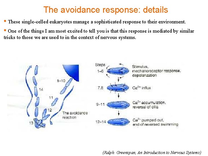 The avoidance response: details • These single-celled eukaryotes manage a sophisticated response to their