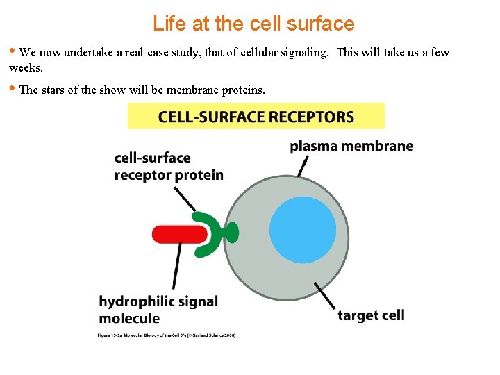 Life at the cell surface • We now undertake a real case study, that