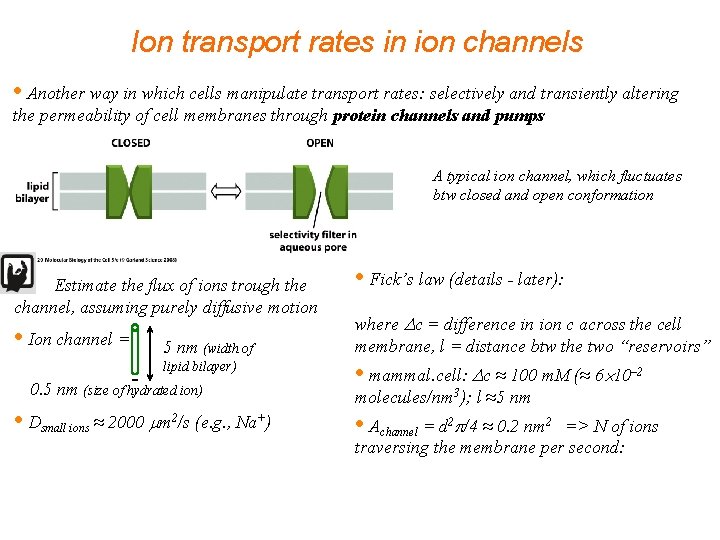 Ion transport rates in ion channels • Another way in which cells manipulate transport