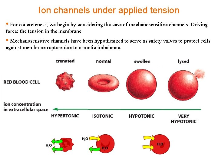 Ion channels under applied tension • For concreteness, we begin by considering the case