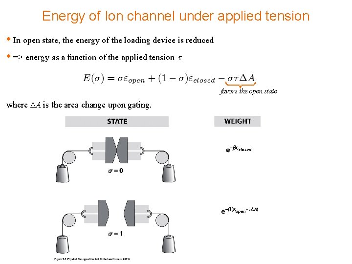 Energy of Ion channel under applied tension • In open state, the energy of