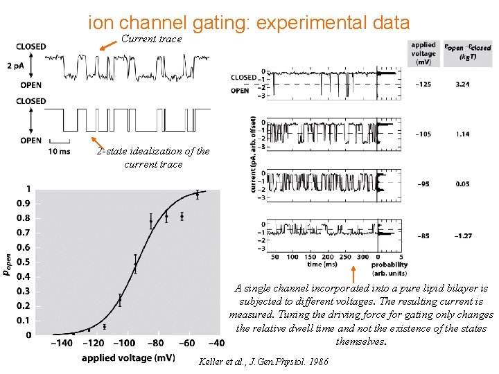 ion channel gating: experimental data Current trace 2 -state idealization of the current trace