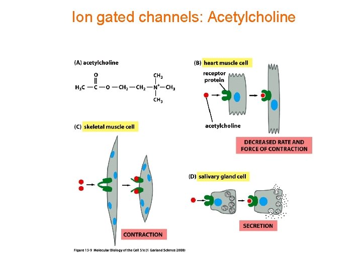 Ion gated channels: Acetylcholine 