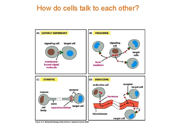 How do cells talk to each other? 