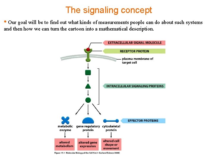 The signaling concept • Our goal will be to find out what kinds of