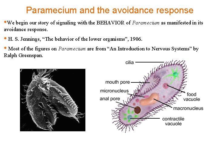 Paramecium and the avoidance response • We begin our story of signaling with the