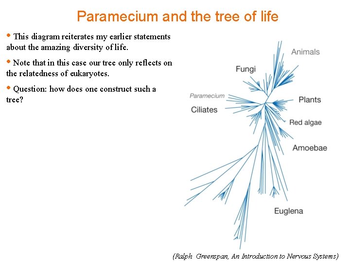 Paramecium and the tree of life • This diagram reiterates my earlier statements about