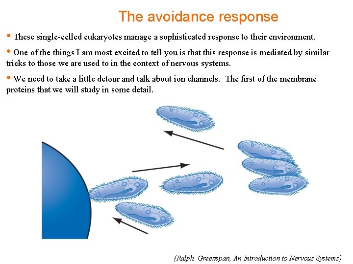 The avoidance response • These single-celled eukaryotes manage a sophisticated response to their environment.