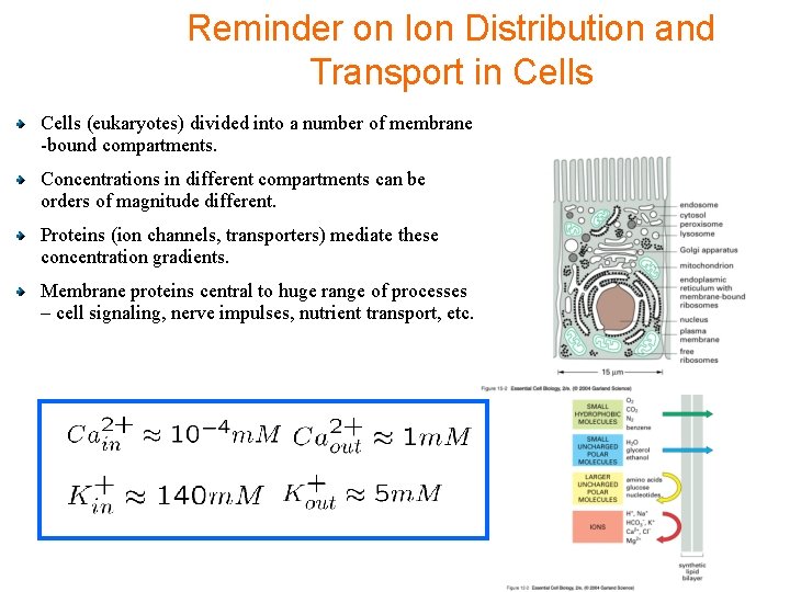 Reminder on Ion Distribution and Transport in Cells (eukaryotes) divided into a number of