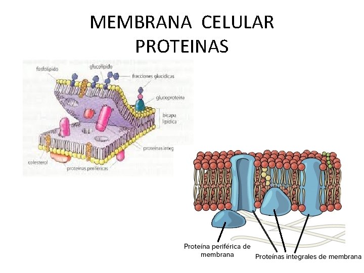 MEMBRANA CELULAR PROTEINAS 