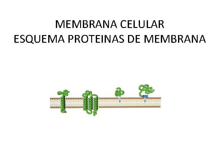 MEMBRANA CELULAR ESQUEMA PROTEINAS DE MEMBRANA 