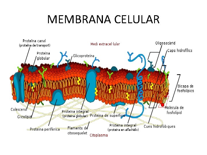 MEMBRANA CELULAR 