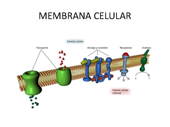 MEMBRANA CELULAR 