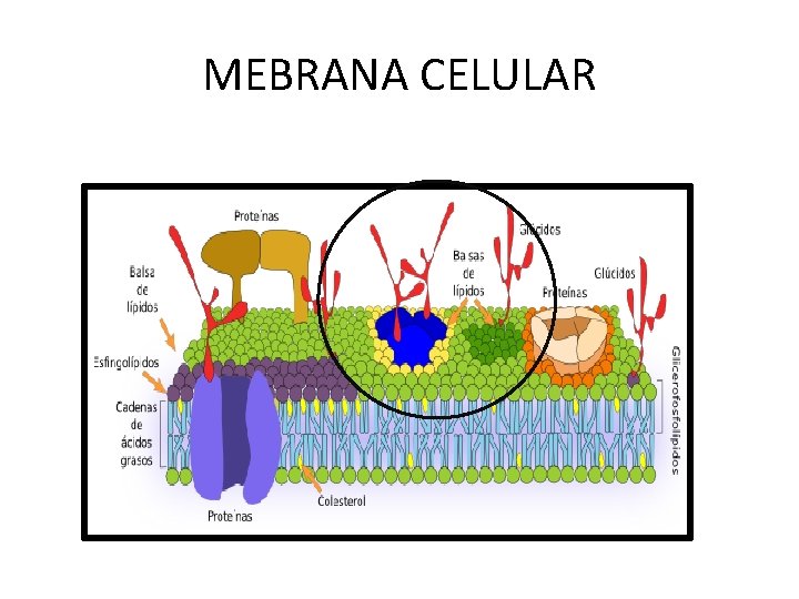 MEBRANA CELULAR 