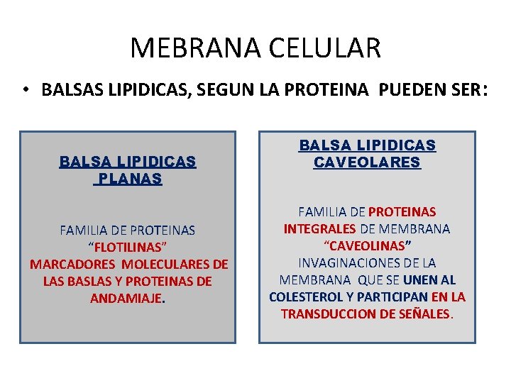 MEBRANA CELULAR • BALSAS LIPIDICAS, SEGUN LA PROTEINA PUEDEN SER: BALSA LIPIDICAS PLANAS FAMILIA
