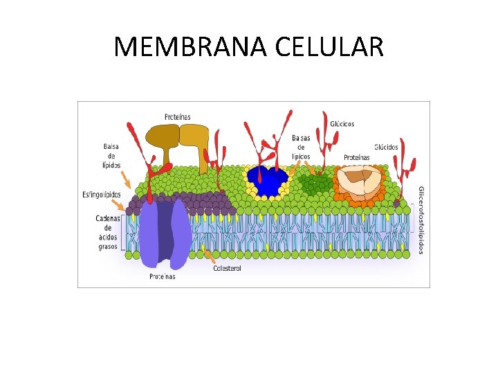 MEMBRANA CELULAR 