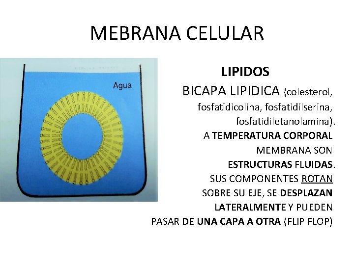 MEBRANA CELULAR LIPIDOS BICAPA LIPIDICA (colesterol, fosfatidicolina, fosfatidilserina, fosfatidiletanolamina). A TEMPERATURA CORPORAL MEMBRANA SON
