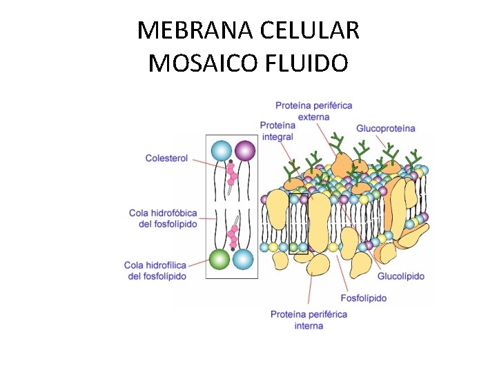 MEBRANA CELULAR MOSAICO FLUIDO 