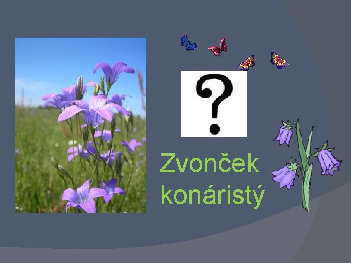 Zvonček konáristý 