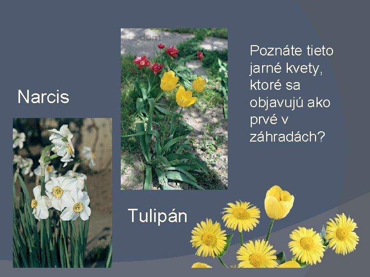 Poznáte tieto jarné kvety, ktoré sa objavujú ako prvé v záhradách? Narcis Tulipán 