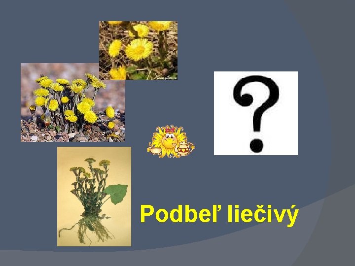 Podbeľ liečivý 