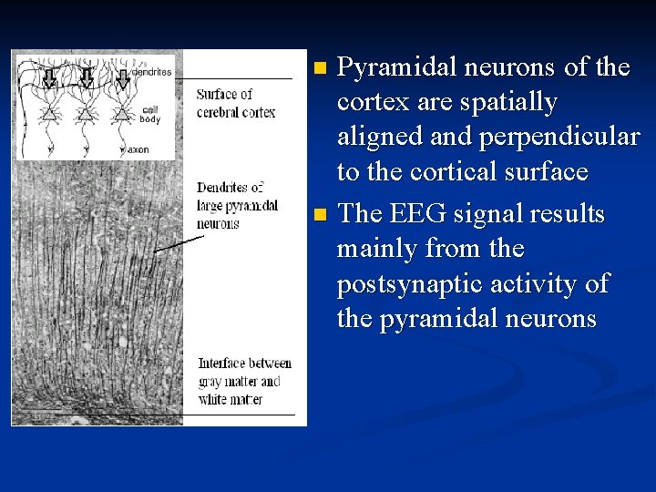 Pyramidal neurons of the cortex are spatially aligned and perpendicular to the cortical surface