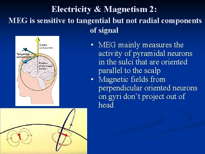 Electricity & Magnetism 2: MEG is sensitive to tangential but not radial components of