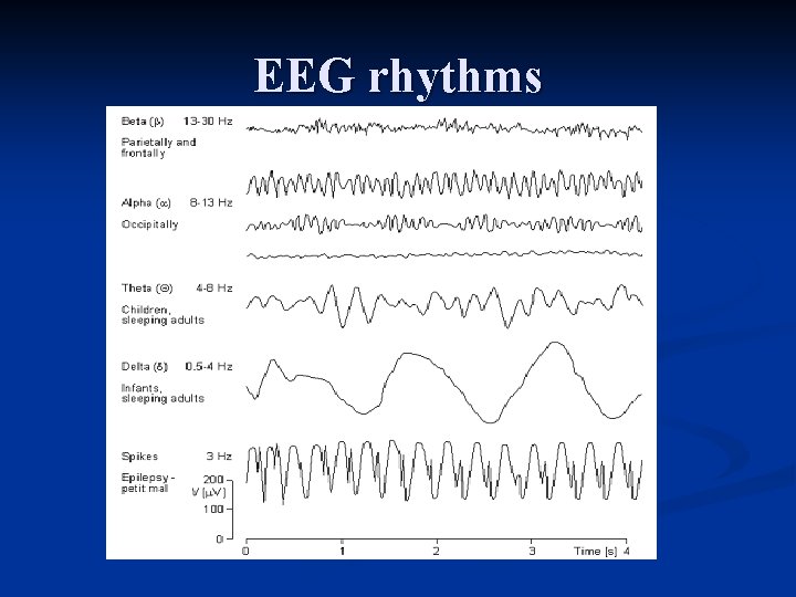EEG rhythms 