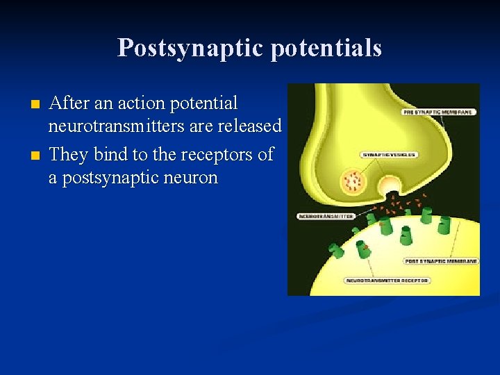 Postsynaptic potentials n n After an action potential neurotransmitters are released They bind to