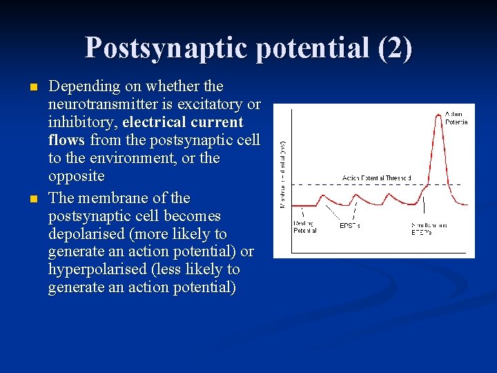 Postsynaptic potential (2) n n Depending on whether the neurotransmitter is excitatory or inhibitory,