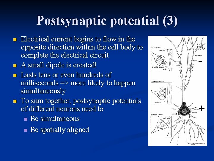 Postsynaptic potential (3) n n Electrical current begins to flow in the opposite direction