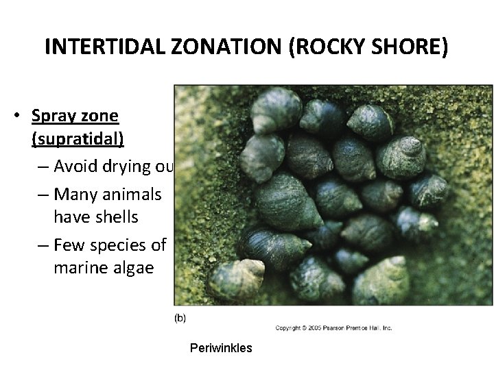 INTERTIDAL ZONATION (ROCKY SHORE) • Spray zone (supratidal) – Avoid drying out – Many