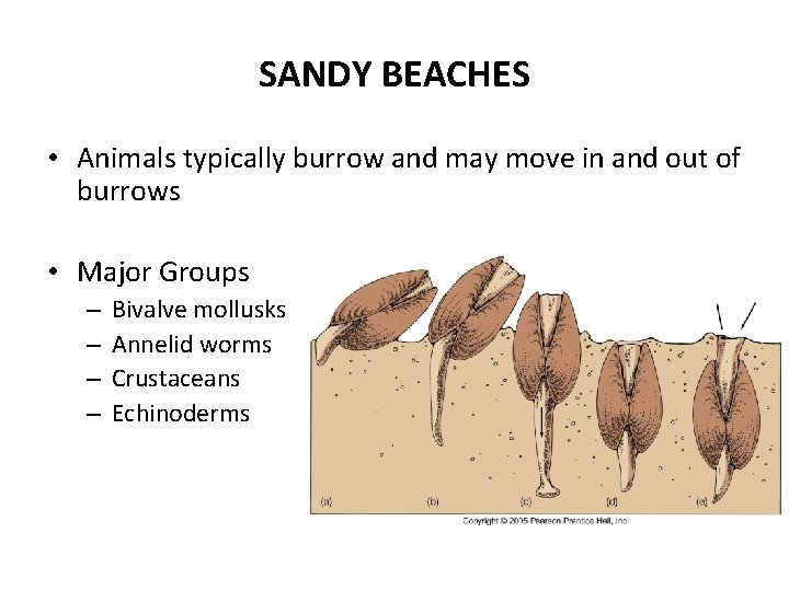 SANDY BEACHES • Animals typically burrow and may move in and out of burrows