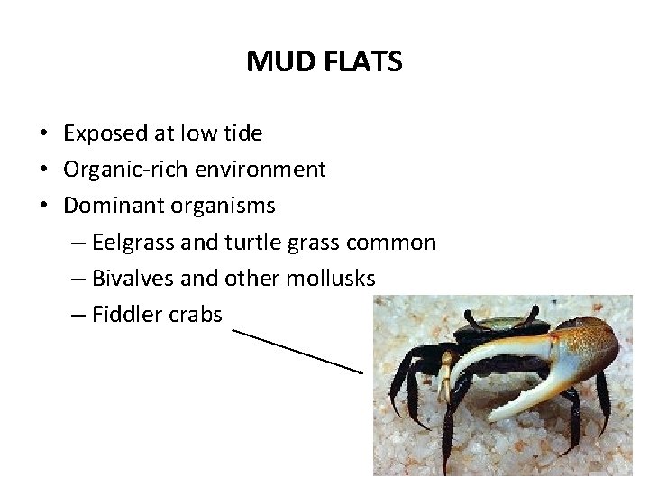 MUD FLATS • Exposed at low tide • Organic-rich environment • Dominant organisms –