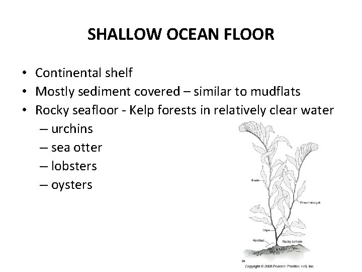 SHALLOW OCEAN FLOOR • Continental shelf • Mostly sediment covered – similar to mudflats