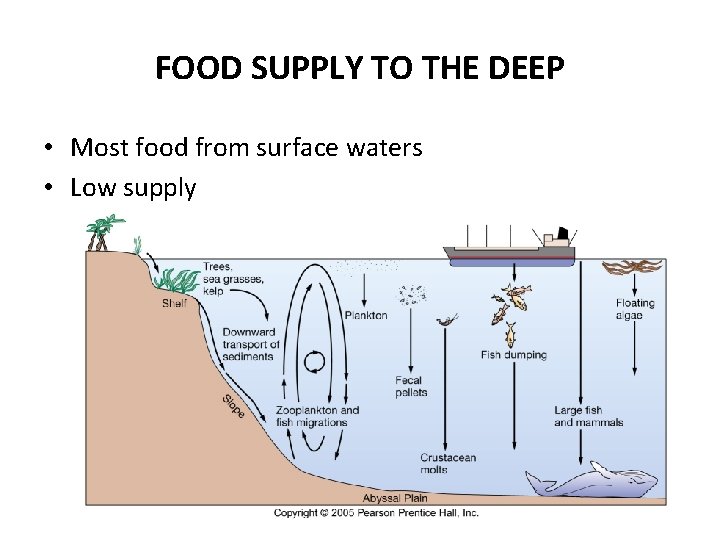 FOOD SUPPLY TO THE DEEP • Most food from surface waters • Low supply