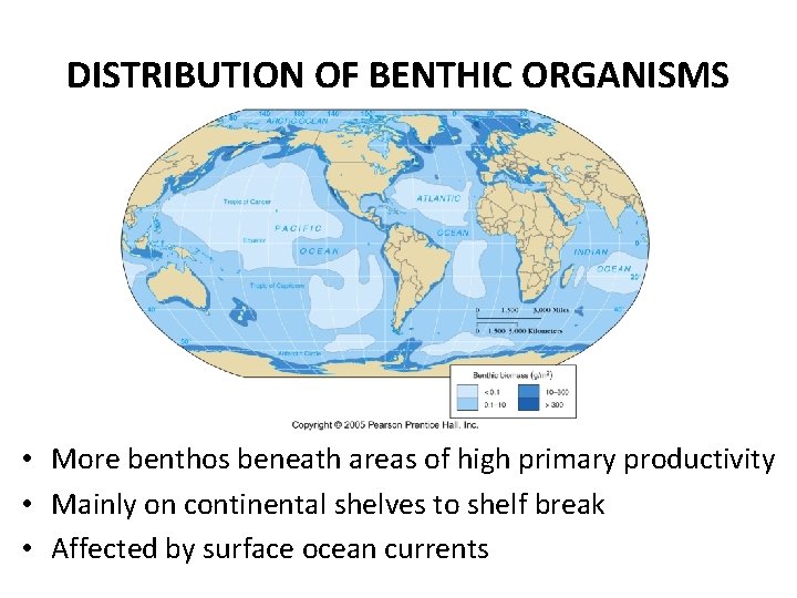 DISTRIBUTION OF BENTHIC ORGANISMS • More benthos beneath areas of high primary productivity •