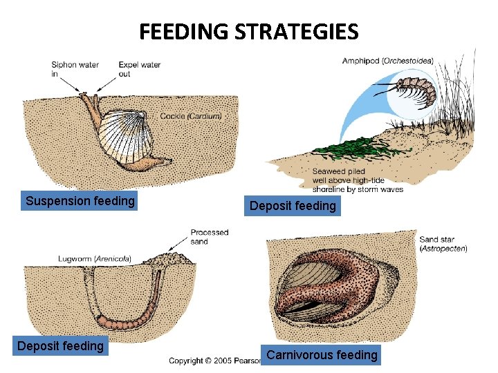 FEEDING STRATEGIES Suspension feeding Deposit feeding Carnivorous feeding 