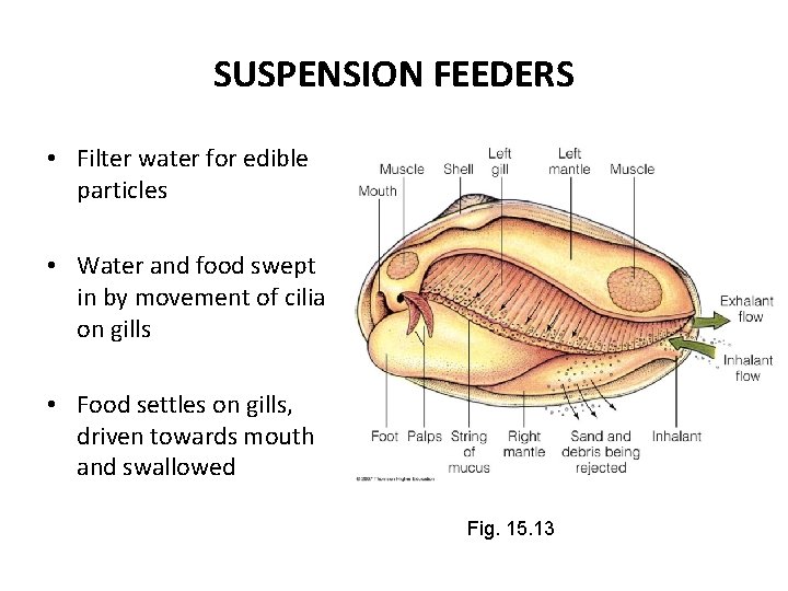SUSPENSION FEEDERS • Filter water for edible particles • Water and food swept in