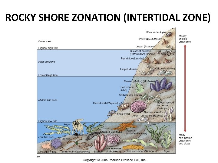 ROCKY SHORE ZONATION (INTERTIDAL ZONE) 