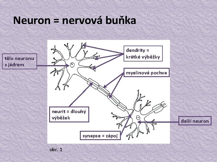 Neuron = nervová buňka dendrity = krátké výběžky tělo neuronu s jádrem myelinová pochva